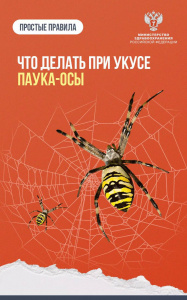 Что делать при укусе паука-осы