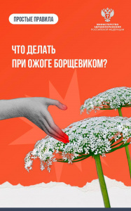 Что делать при ожоге борщевиком