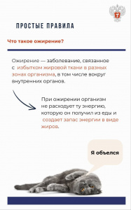 Чем ожирение опасно для здоровья и как снизить риски 